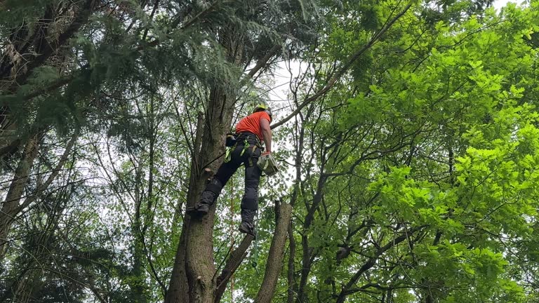 Reliable Kenmar, PA Tree Care  Solutions